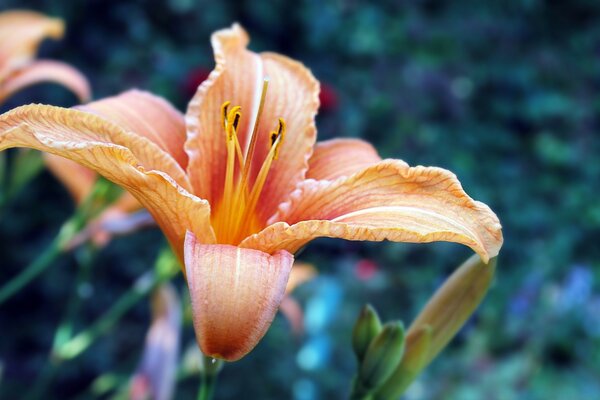 Blühende orange Blume auf verschwommenem Hintergrund