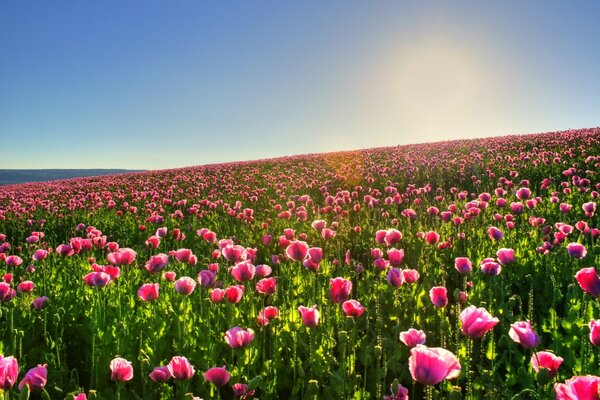 Das Feld der blühenden Tulpen. rosa Blüten