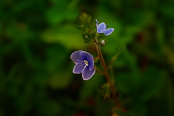 Lila Blume für Stirnband