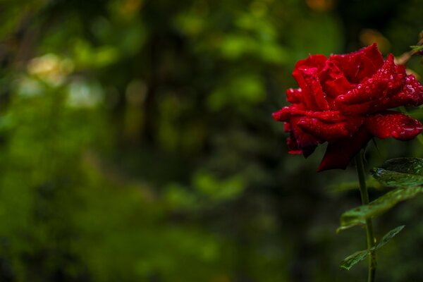 Die Rose ist in deinem Herzen, sanft und süß