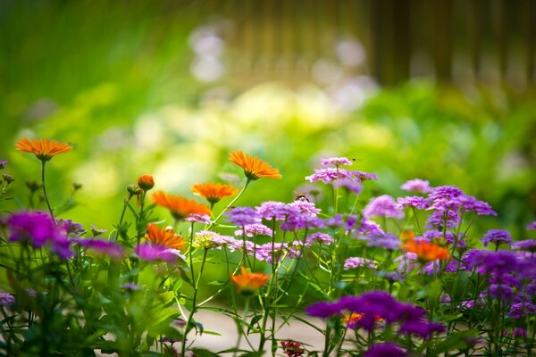 Orange und lila Blumen im Garten