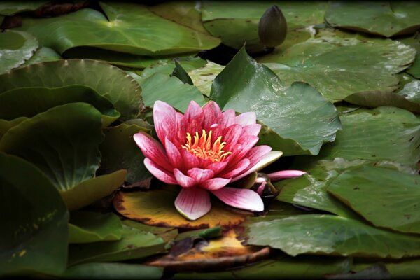 Red lotus relaxing on the pond