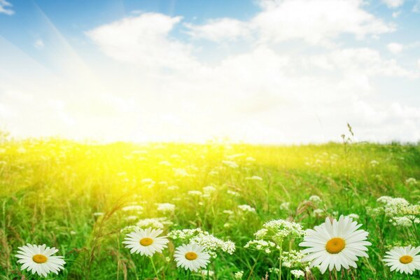 Les rayons du soleil dans un champ de marguerites