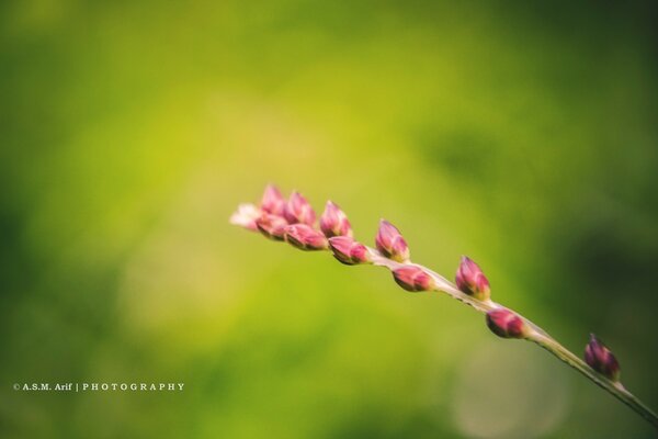 Delicate pink buds on a green background