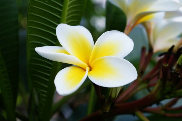 Hermosa imagen de una flor inusual