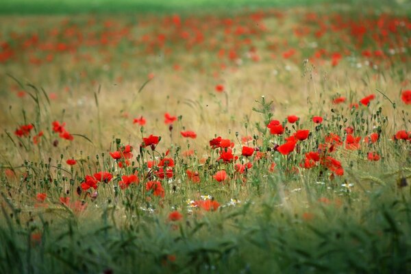 Halb übersät mit hellen Mohnblumen