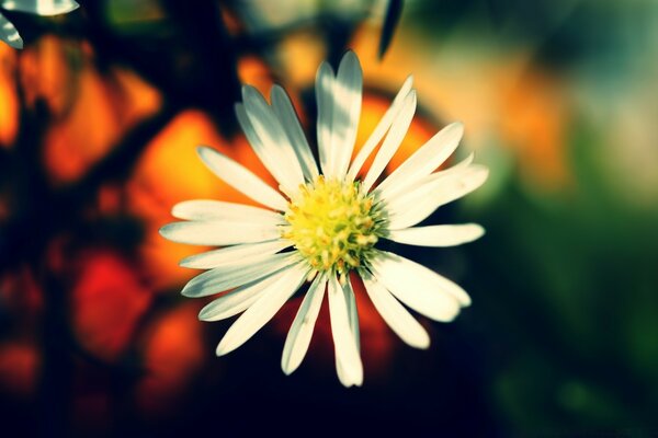 Marguerite solitaire sous les rayons du soleil