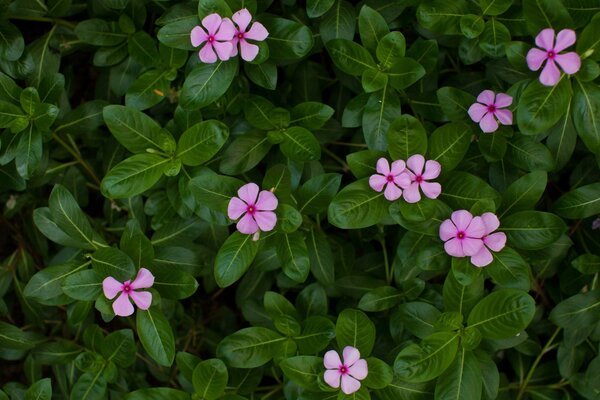 Foto von rosa Blüten im Garten