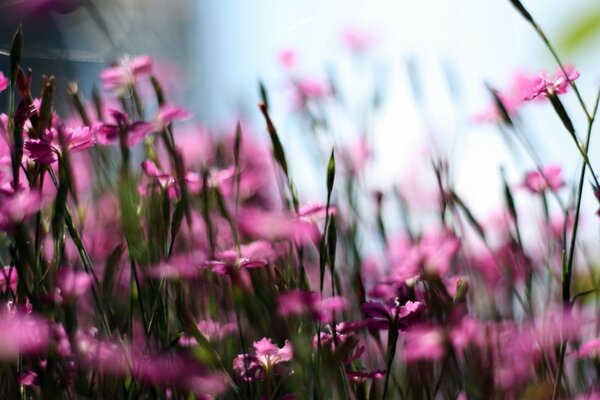 Champ de fleurs roses sur l économiseur d écran