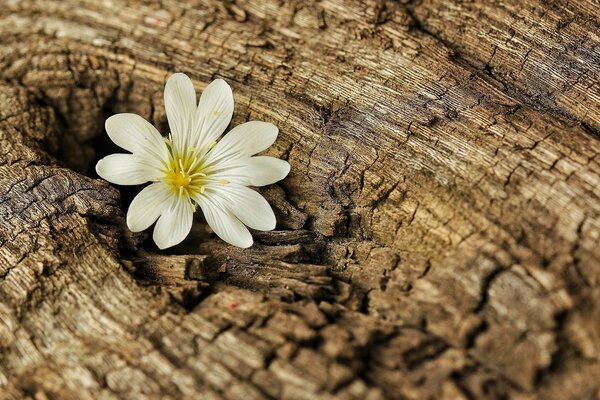 The flower grew in the interior of a dead tree