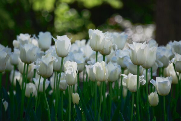 Schöne weiße Rosen wachsen