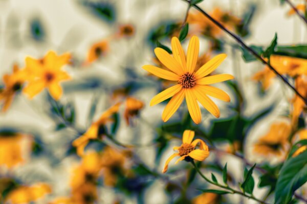 Orange Blumen für Bildschirmschoner