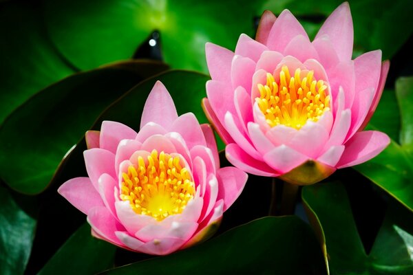 Two bright purple flowers