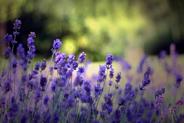 Claro de lavanda en flor en el bosque