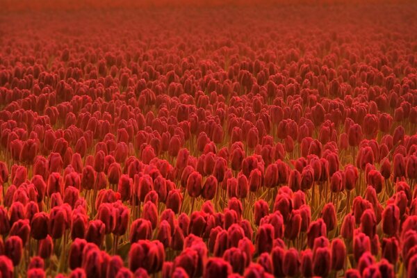 Feld mit roten Tulpen