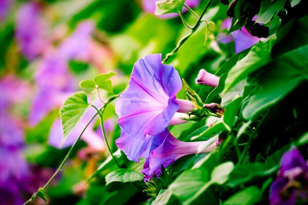 Lilac delicate unusual bells