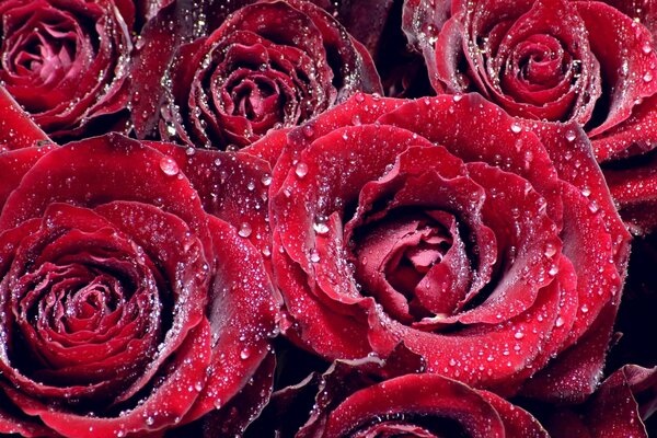 Red roses with dew drops