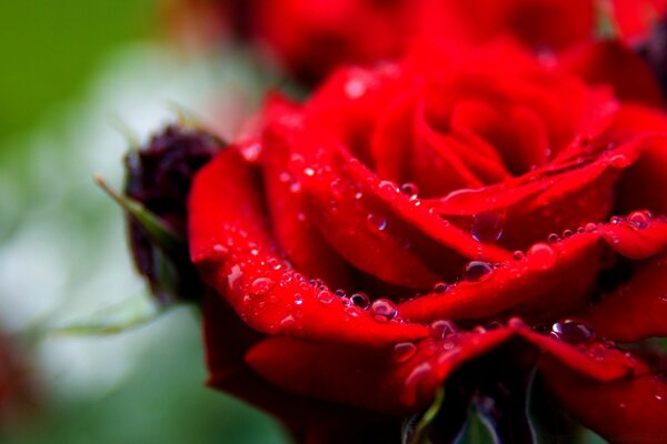 Schöner Blick auf den Tau auf der Rose