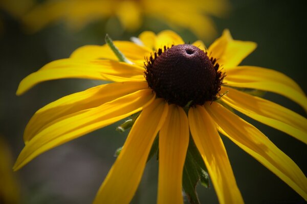 Blume im Sommergarten, Natur