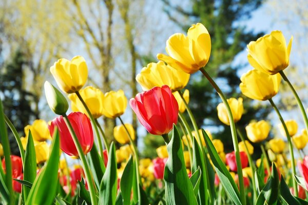 Pole żółtych i czerwonych tulipanów