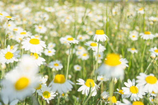 Kamillenfeld an einem Sommertag