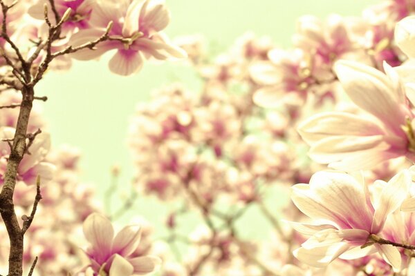 La cerise fleurit doucement
