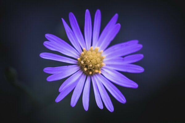 Bright purple chamomile on a dark background