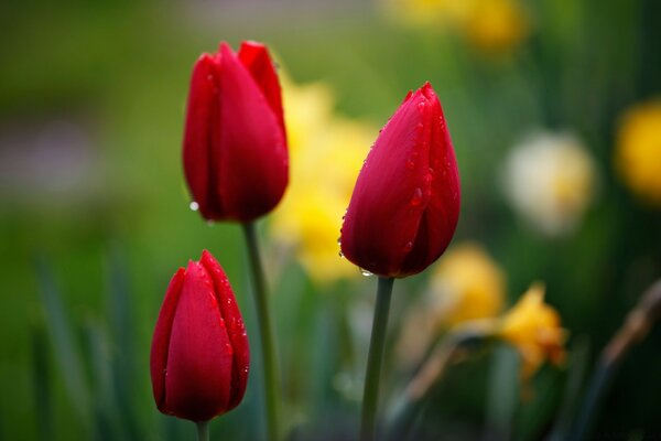 Red tulips and yellow daffodils