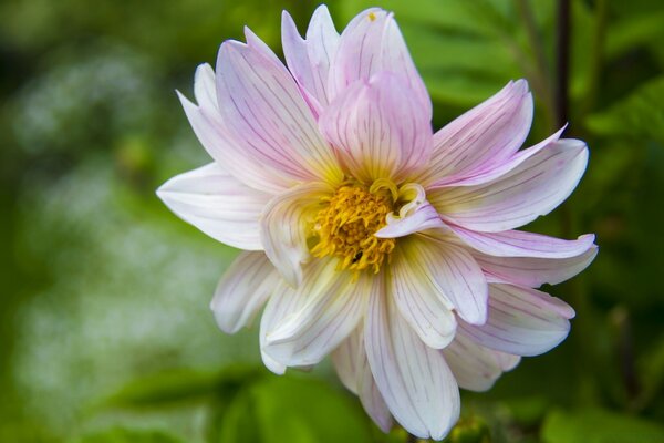 Cute flower in a well-kept garden