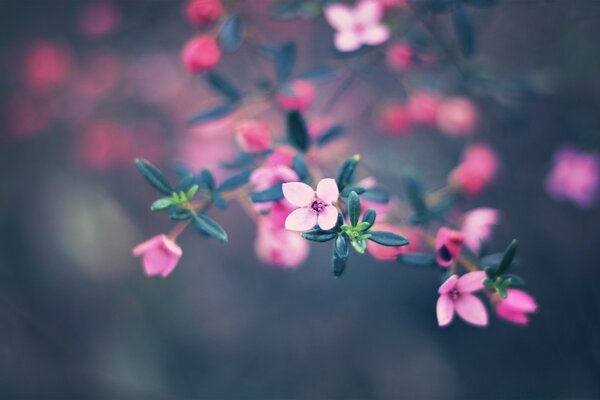 Vier Blütenblätter einer Blume