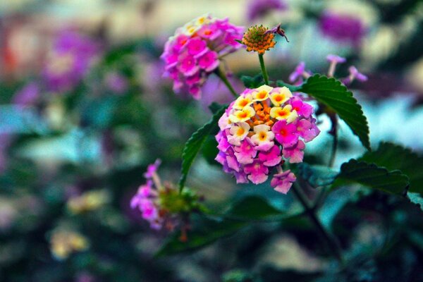 Una varietà di fiori è necessaria per la gioia