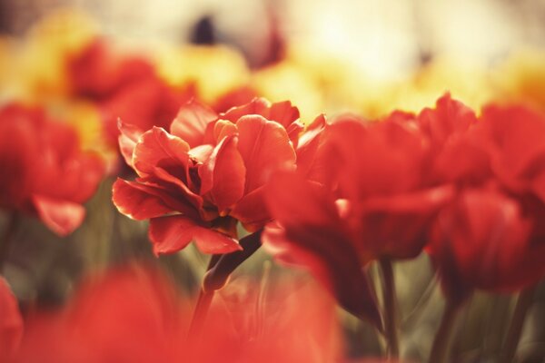 Rote Blumen für den Bildschirmschoner