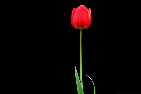 Red tulip on a black background