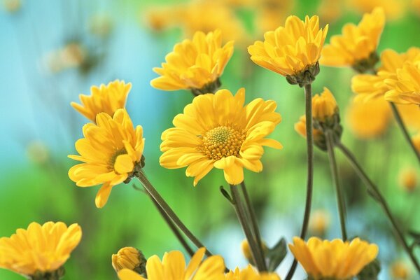 Gelbe Blumen für den Bildschirmschoner