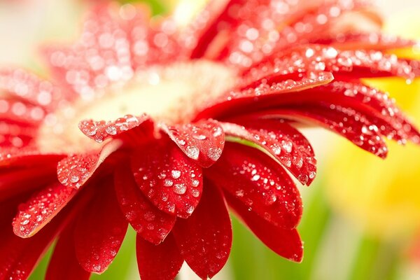 Rote Blume mit Tropfen auf Blütenblättern