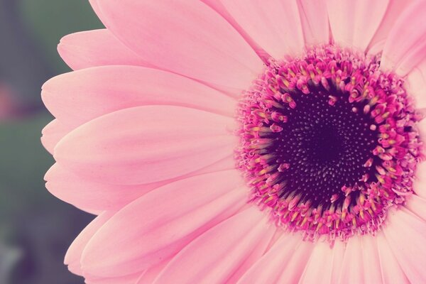 A flower with pink petals