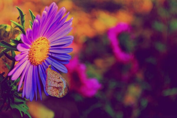 Papillon et fleurs violettes. flore et faune