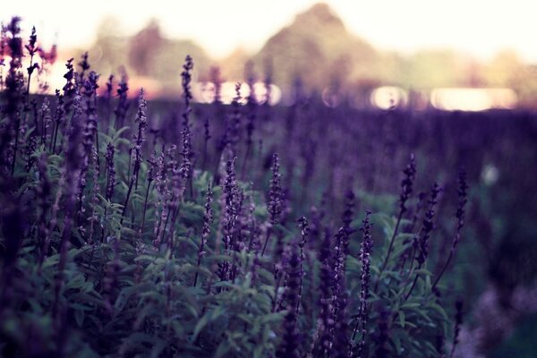 Campo de lavanda em um fundo desfocado da floresta