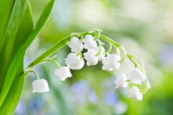 Pianta da fiore erbacea - mughetto