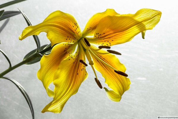 Yellow lily on a white background