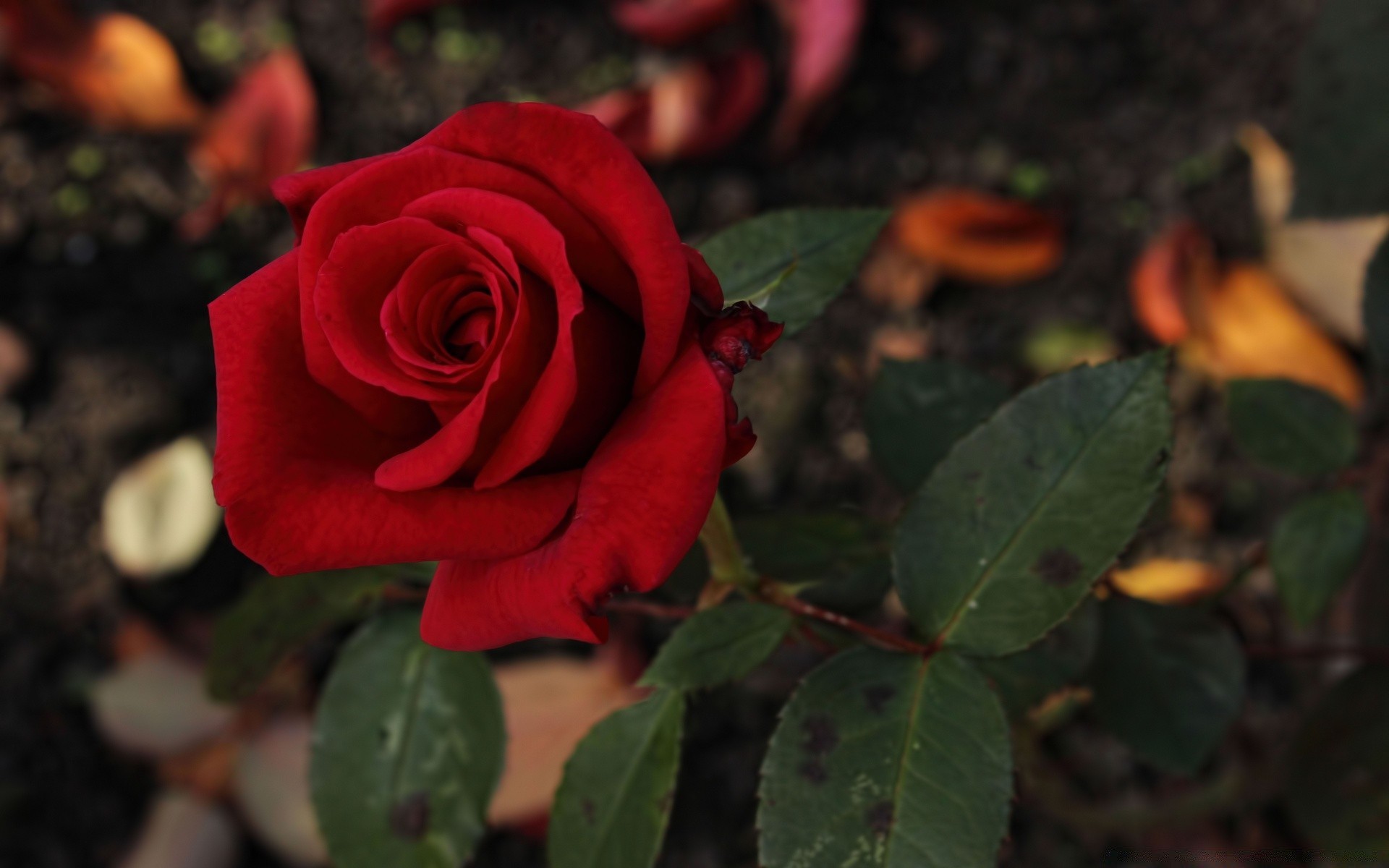 fleurs rose fleur romance pétale feuille amour nature flore floral bluming romantique