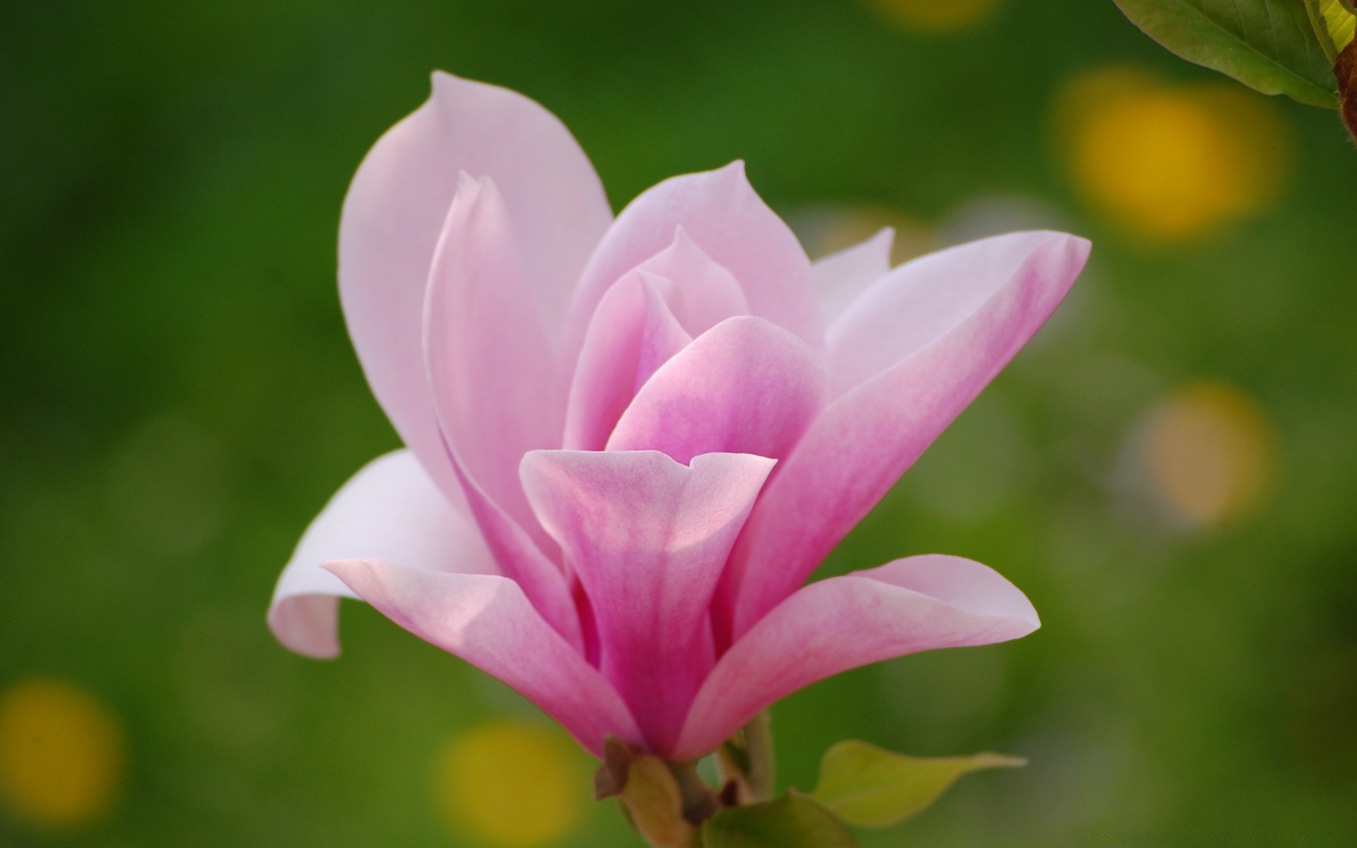 çiçekler doğa çiçek yaprak flora yaz bahçe büyüme parlak çiçek açan petal güzel