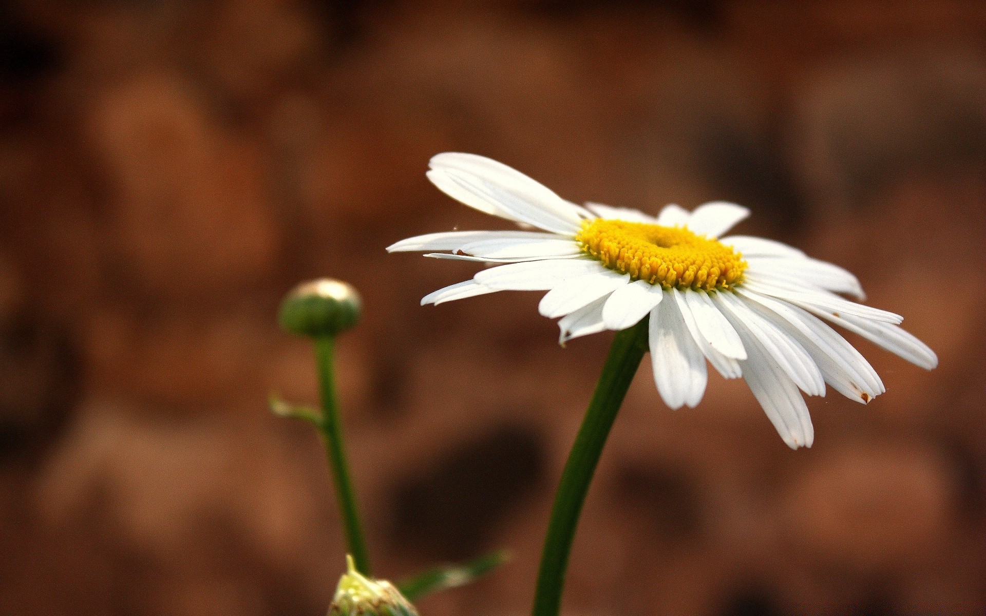 çiçekler doğa flora çiçek yaprak yaz büyüme parlak papatyalar bahçe açık havada sezon güzel hava petal yakın çekim