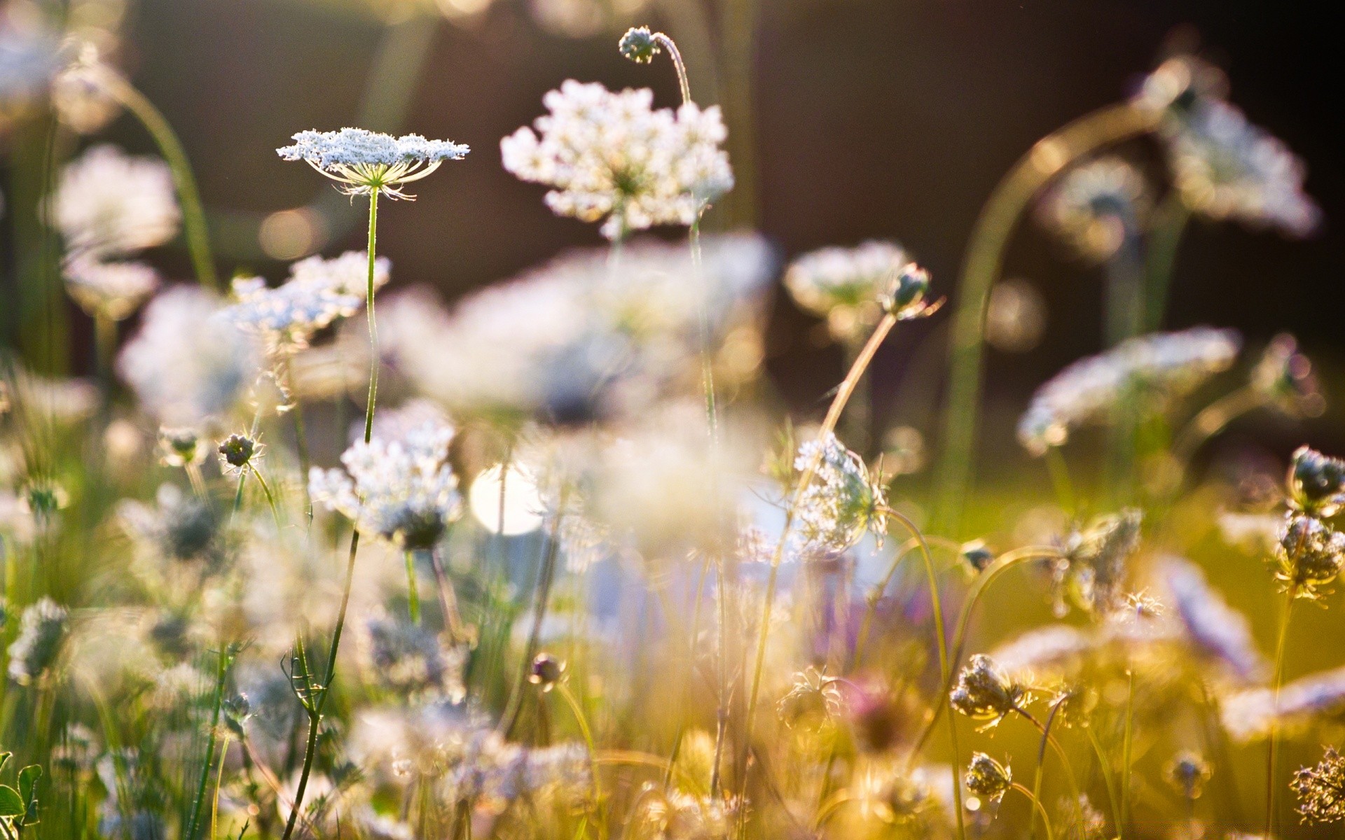 blumen blume natur gras sommer feld heuhaufen flora garten im freien farbe gutes wetter sonne des ländlichen raumes jahreszeit wachstum hell park schließen blatt