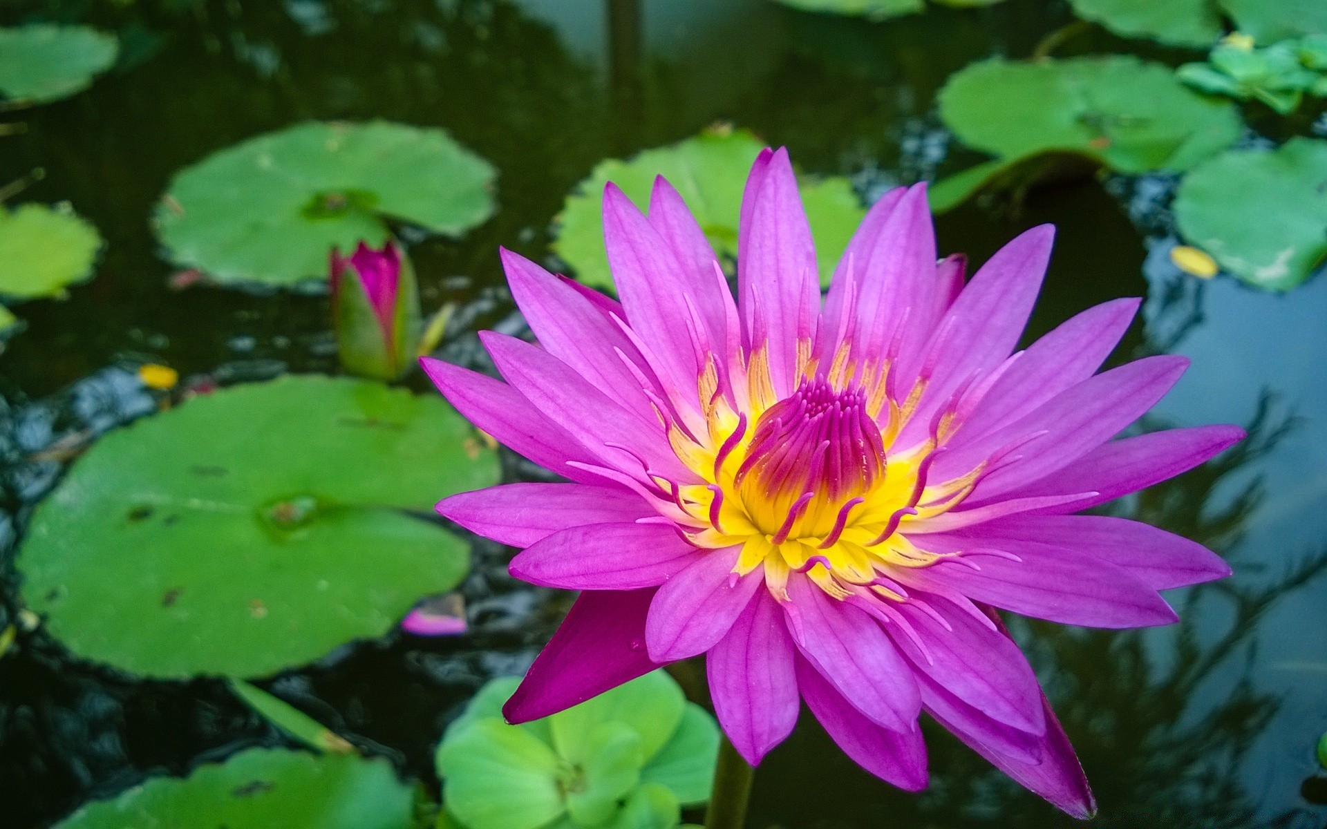 kwiaty kwiat lotos liść basen flora bluming lily natura ogród lato płatek woda lilia wodna tropikalny kwiatowy egzotyczny piękny zen medytacja