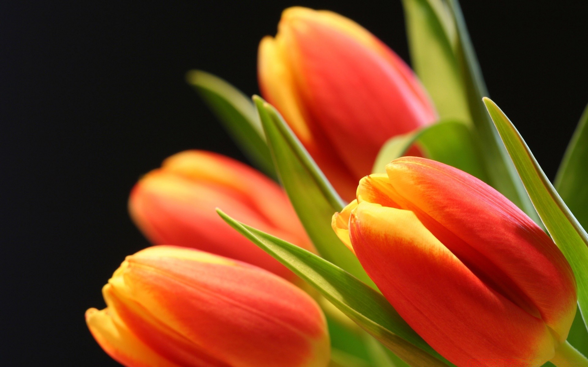 flowers tulip nature flower easter bright leaf flora bouquet love floral color garden romance isolated petal summer growth