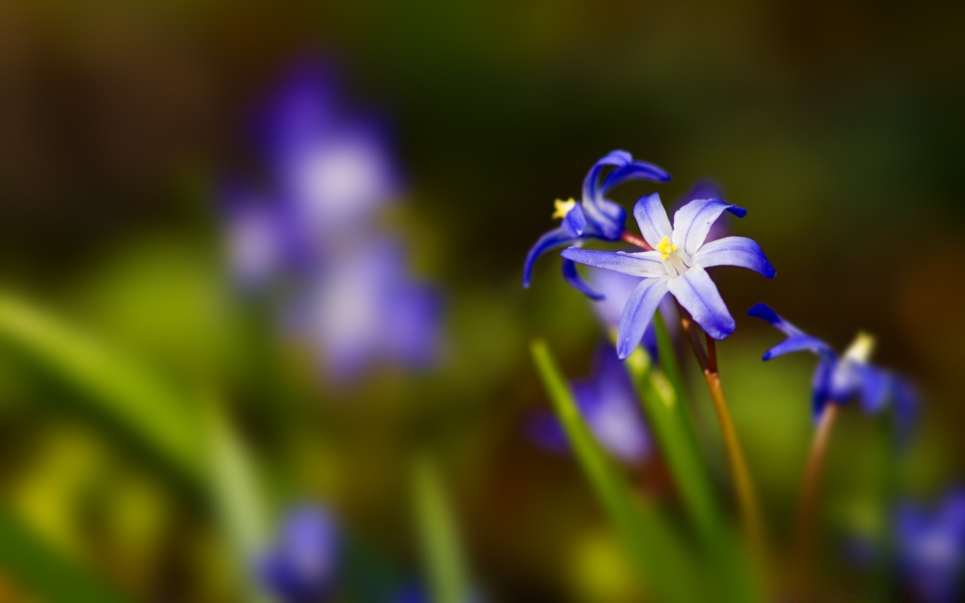 flores naturaleza flor flora desenfoque jardín hoja pétalo crecimiento floral verano al aire libre bluming violeta brillante hierba color lámparas heno temporada