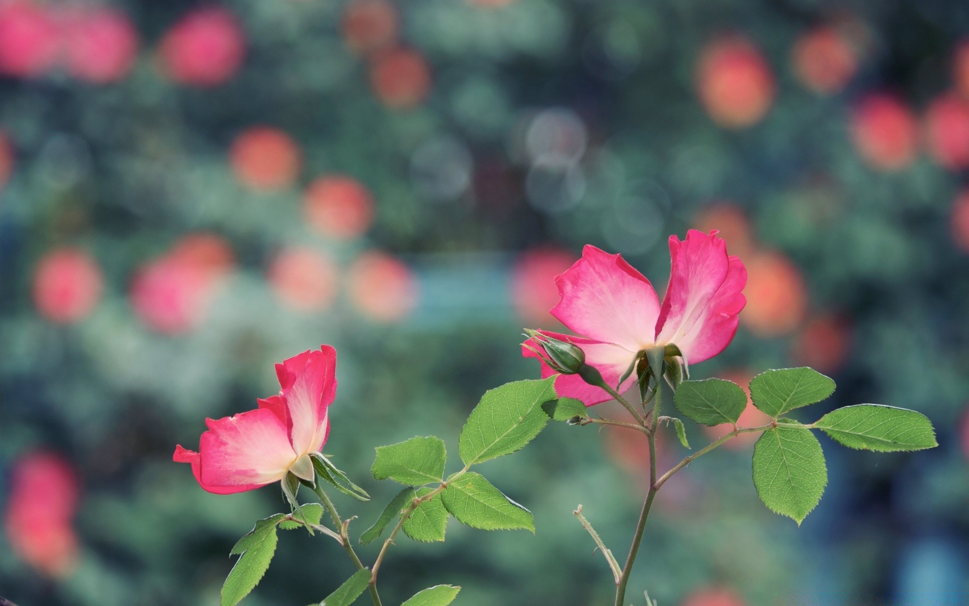 fleurs fleur nature feuille flore été rose jardin bluming pétale floral lumineux à l extérieur couleur gros plan croissance