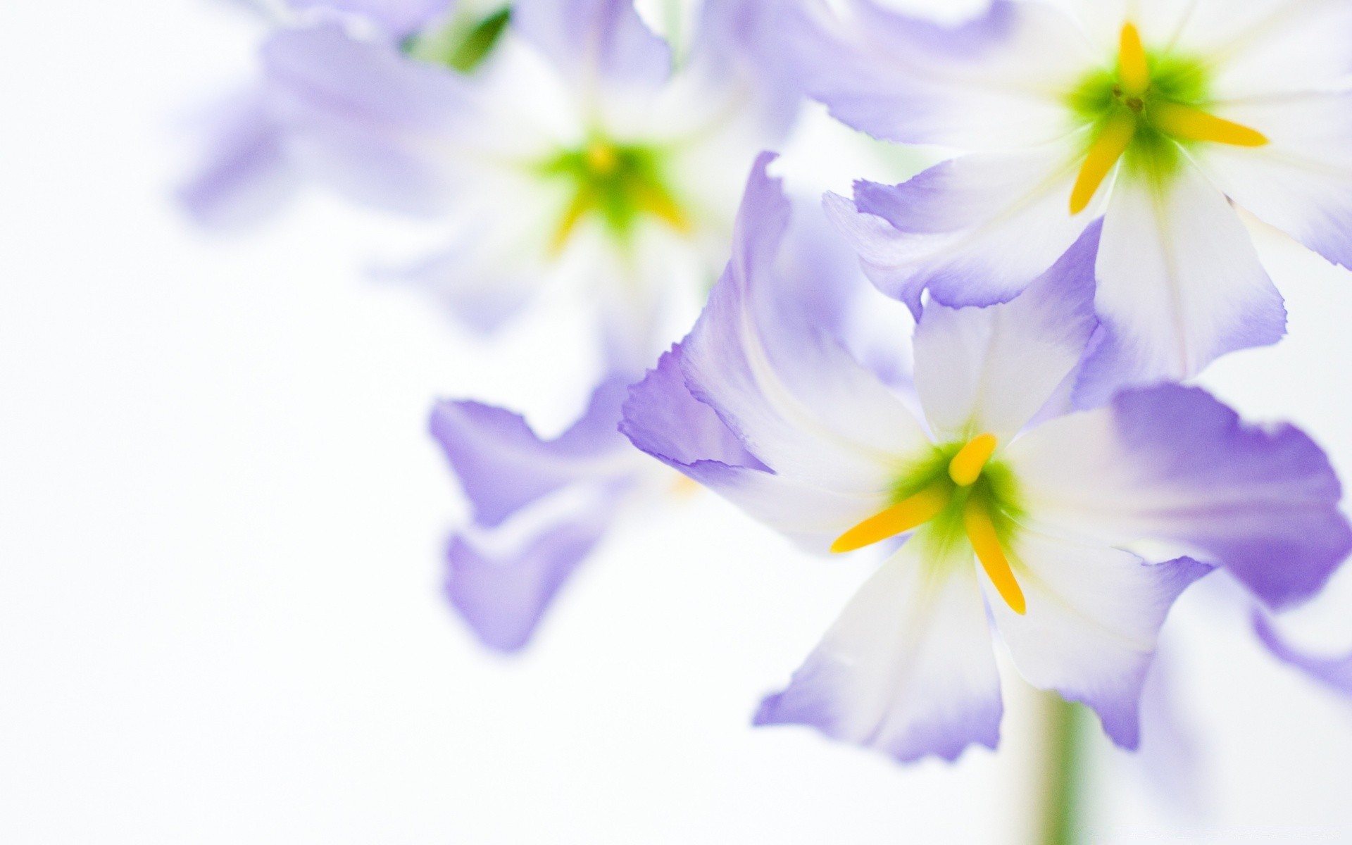 fleurs fleur nature flore bluming floral couleur pétale belle feuille jardin lumineux été violet croissance gros plan délicat