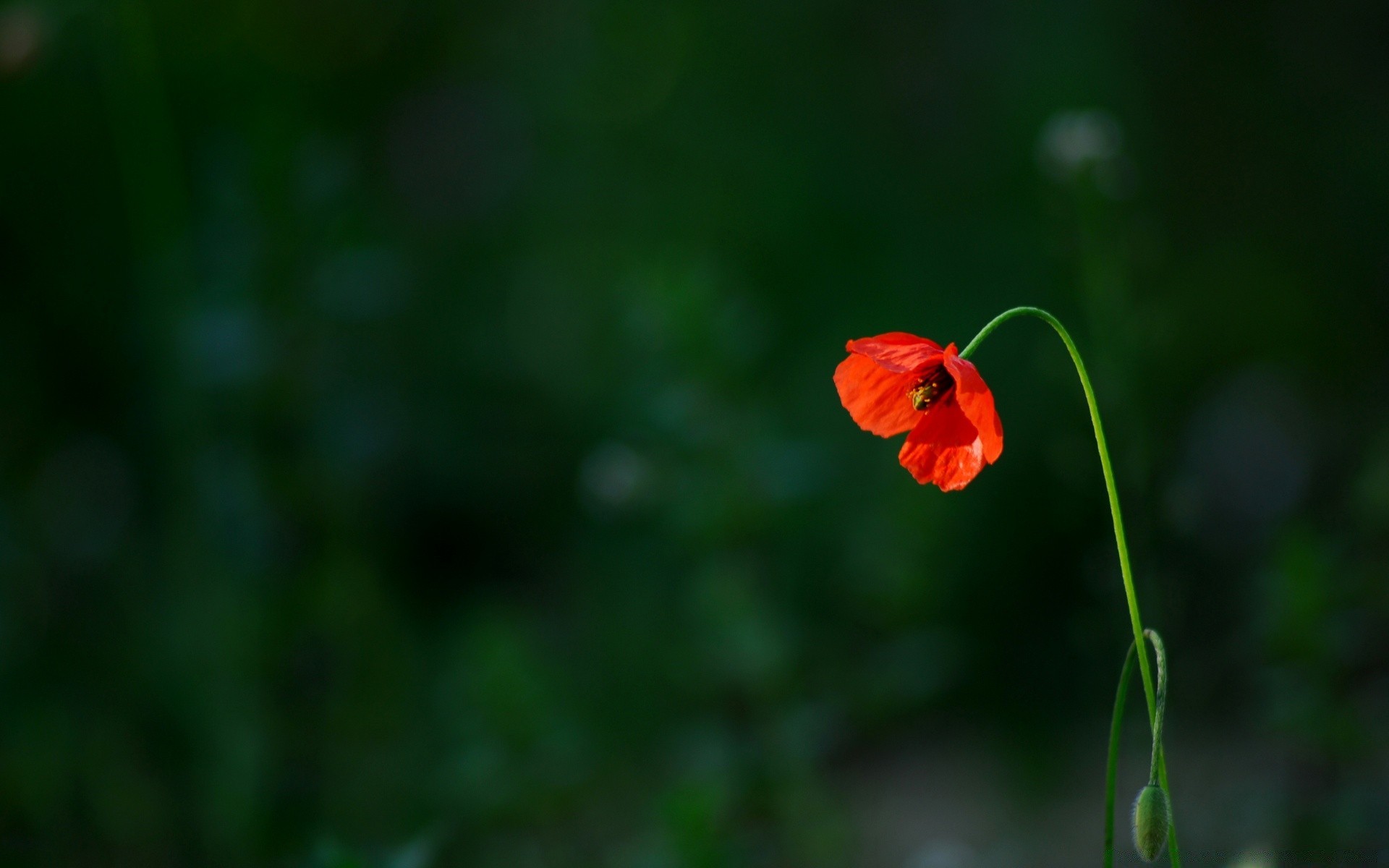 fleurs fleur nature été flore feuille poppy jardin à l extérieur flou croissance couleur lumineux